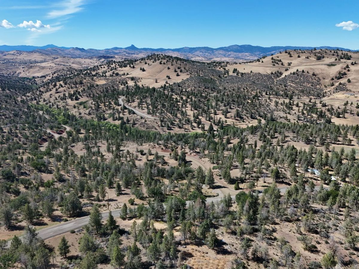 Decorative background for Mostly Treed Property near town of Hornbrook CA image 16