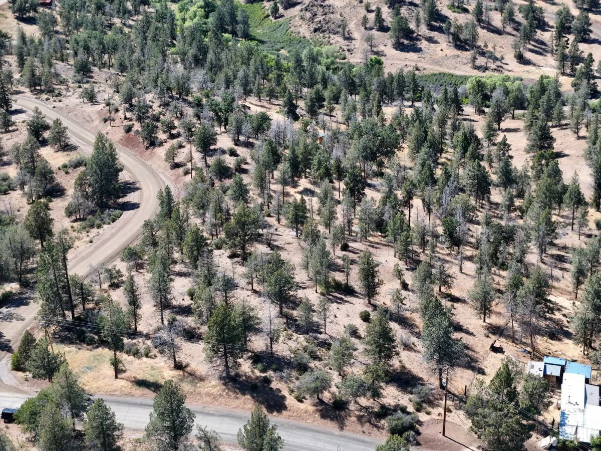 Decorative background for Mostly Treed Property near town of Hornbrook CA image 18