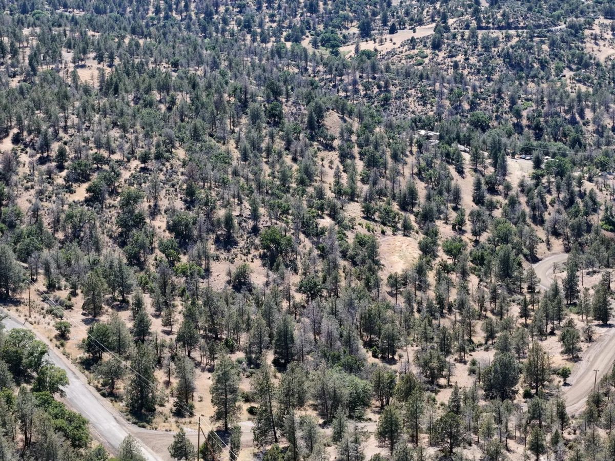 Decorative background for Mostly Treed Property near town of Hornbrook CA image 19