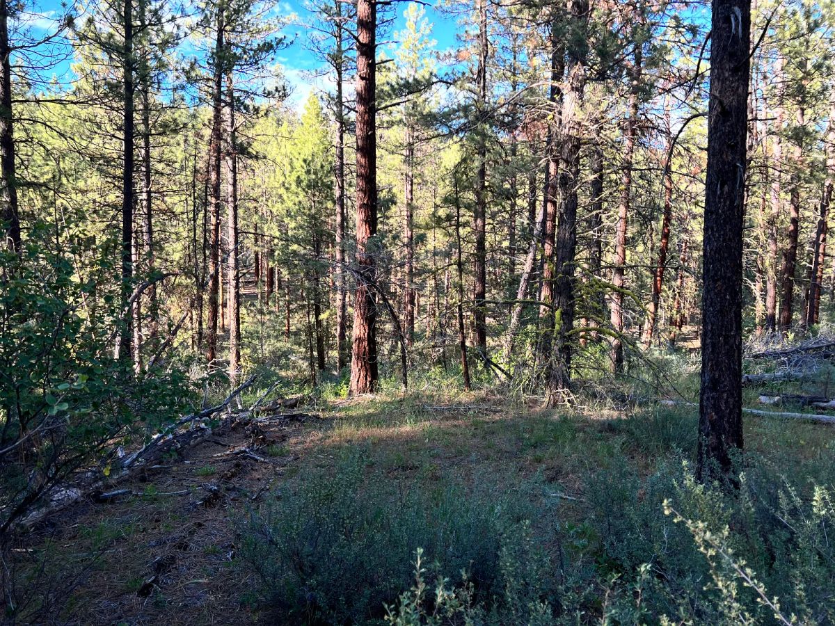 Decorative background for Smooth Dirt Road image 6