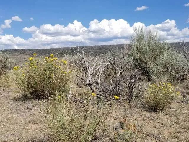 Decorative background for Mountain Views, Close to New Mexico image 9