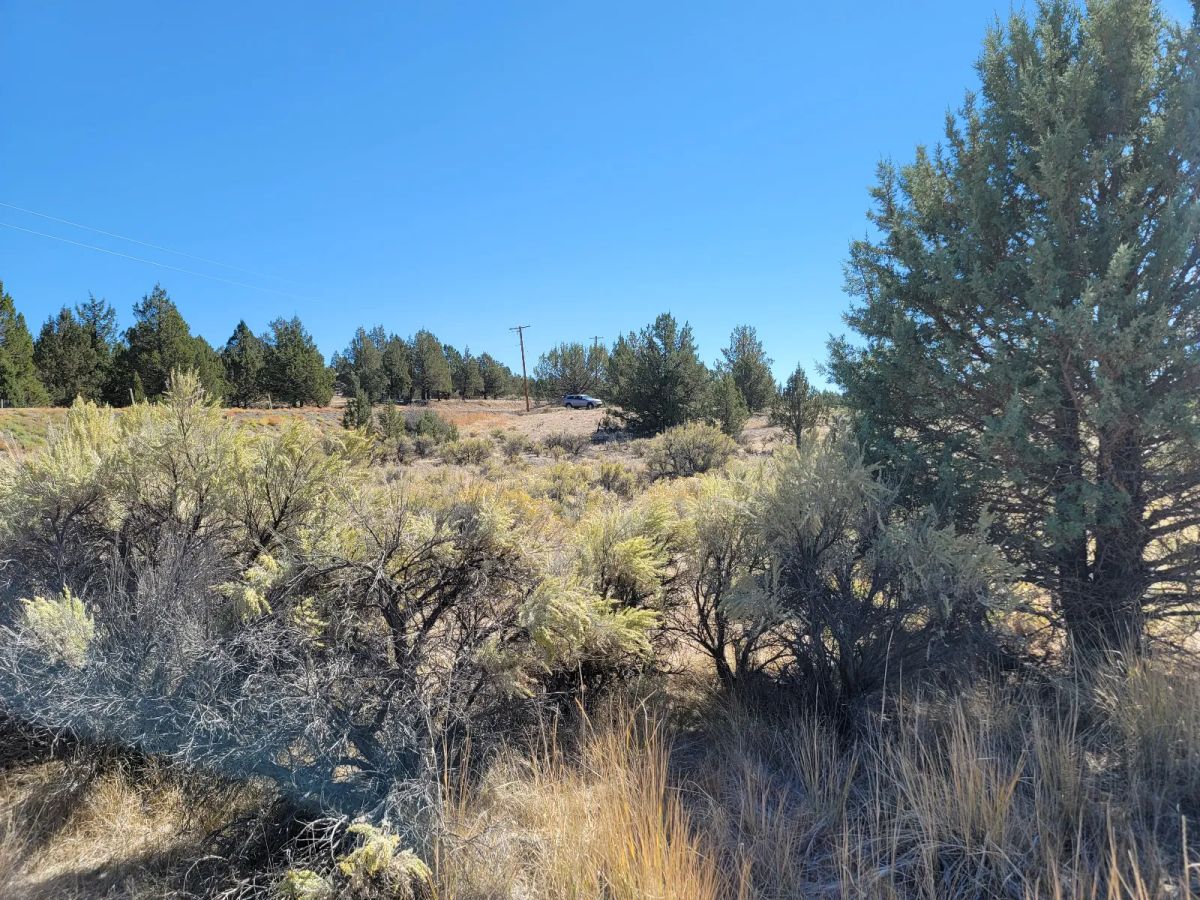 Decorative background for Seasonal Creek Runs Border image 8