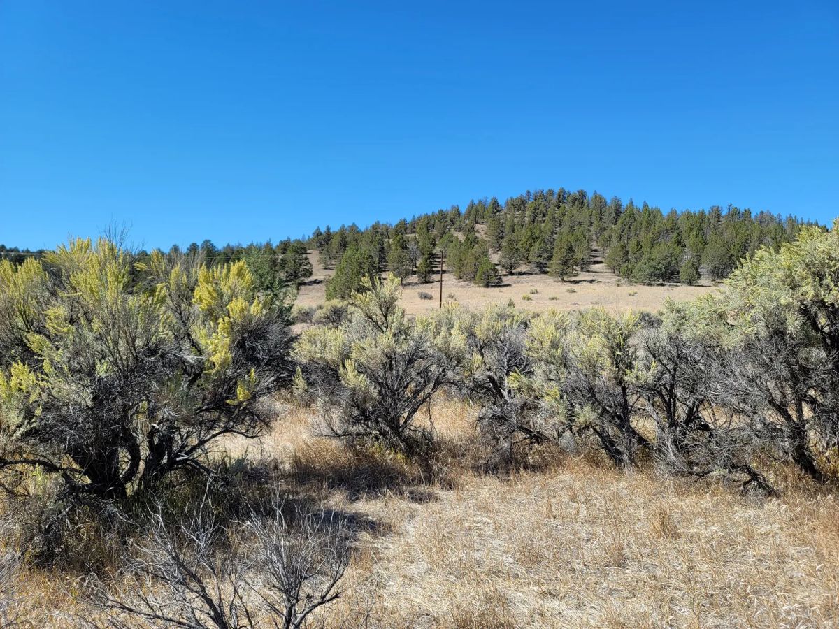 Decorative background for Seasonal Creek Runs Border image 9