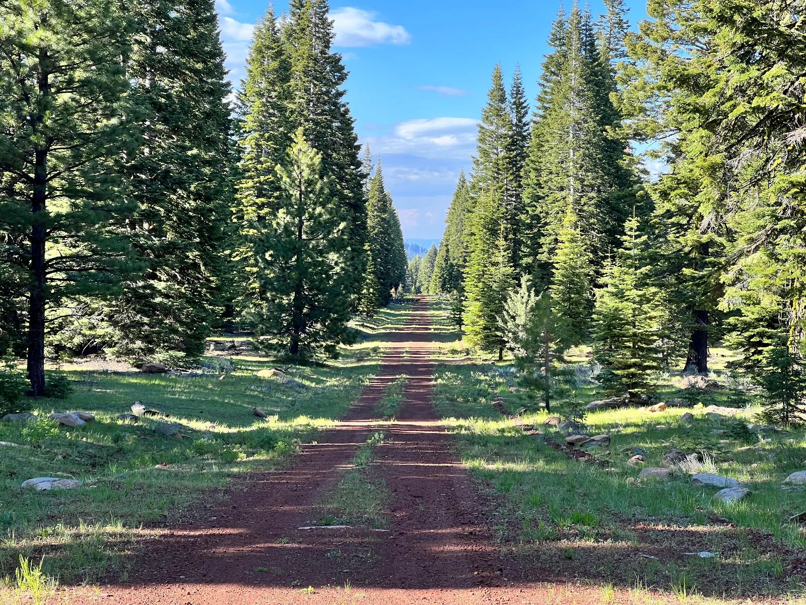 Nearly an Acre of Tall Pines in Modoc County, CA