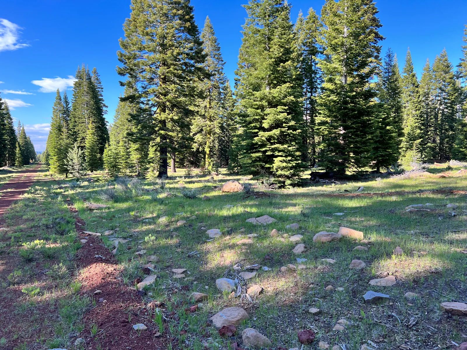 Nearly an Acre of Tall Pines in Modoc County, CA