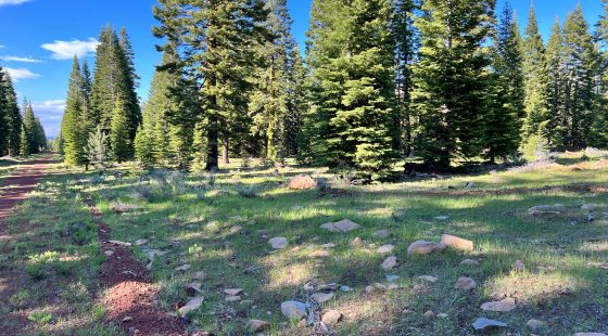 Nearly an Acre of Tall Pines in Modoc County, CA