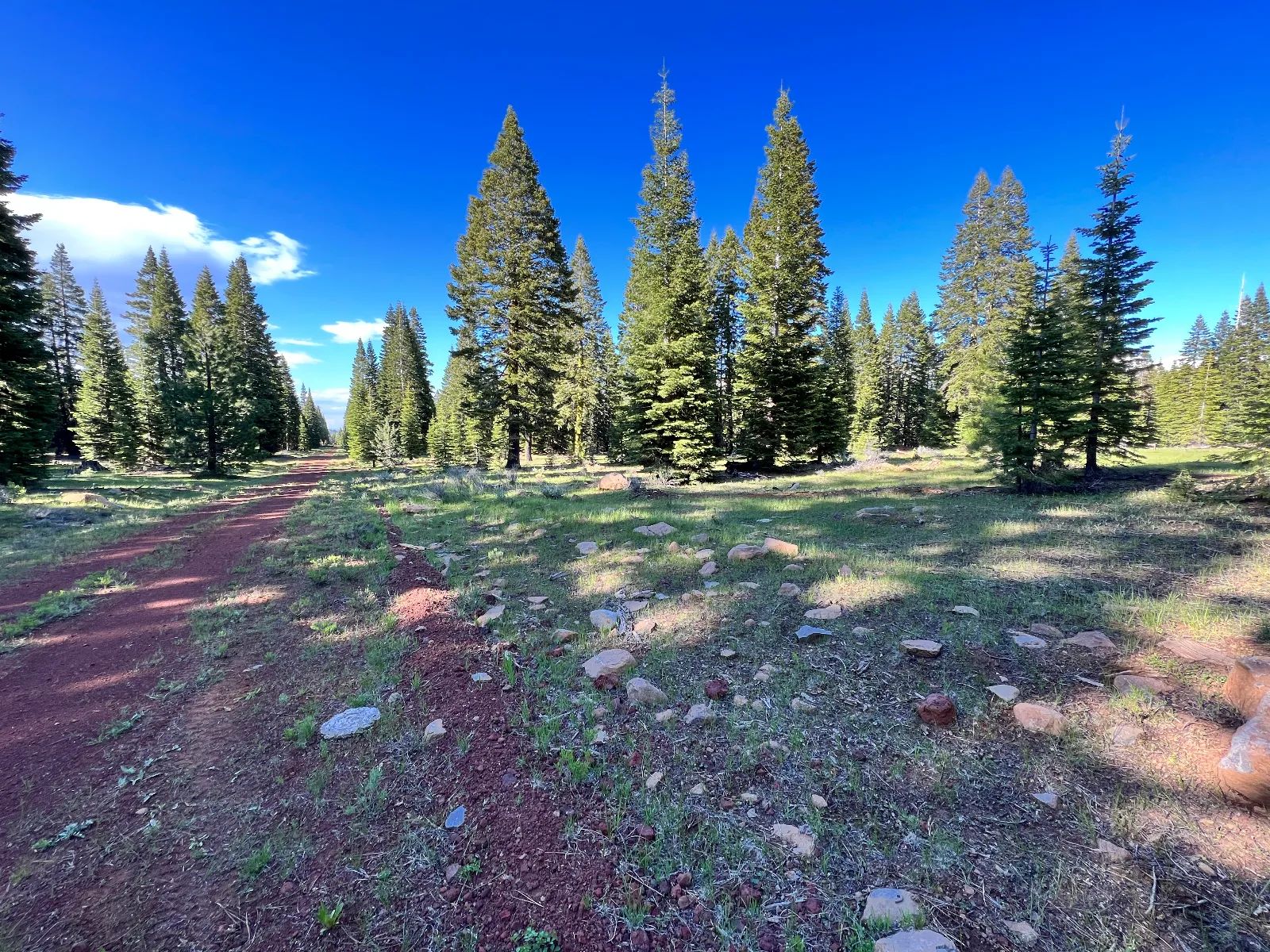 Nearly an Acre of Tall Pines in Modoc County, CA