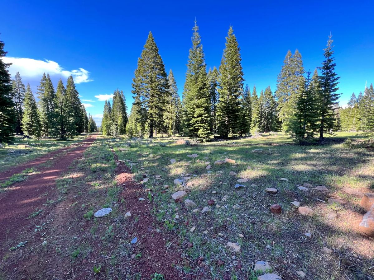 Nearly an Acre of Tall Pines - Image 3