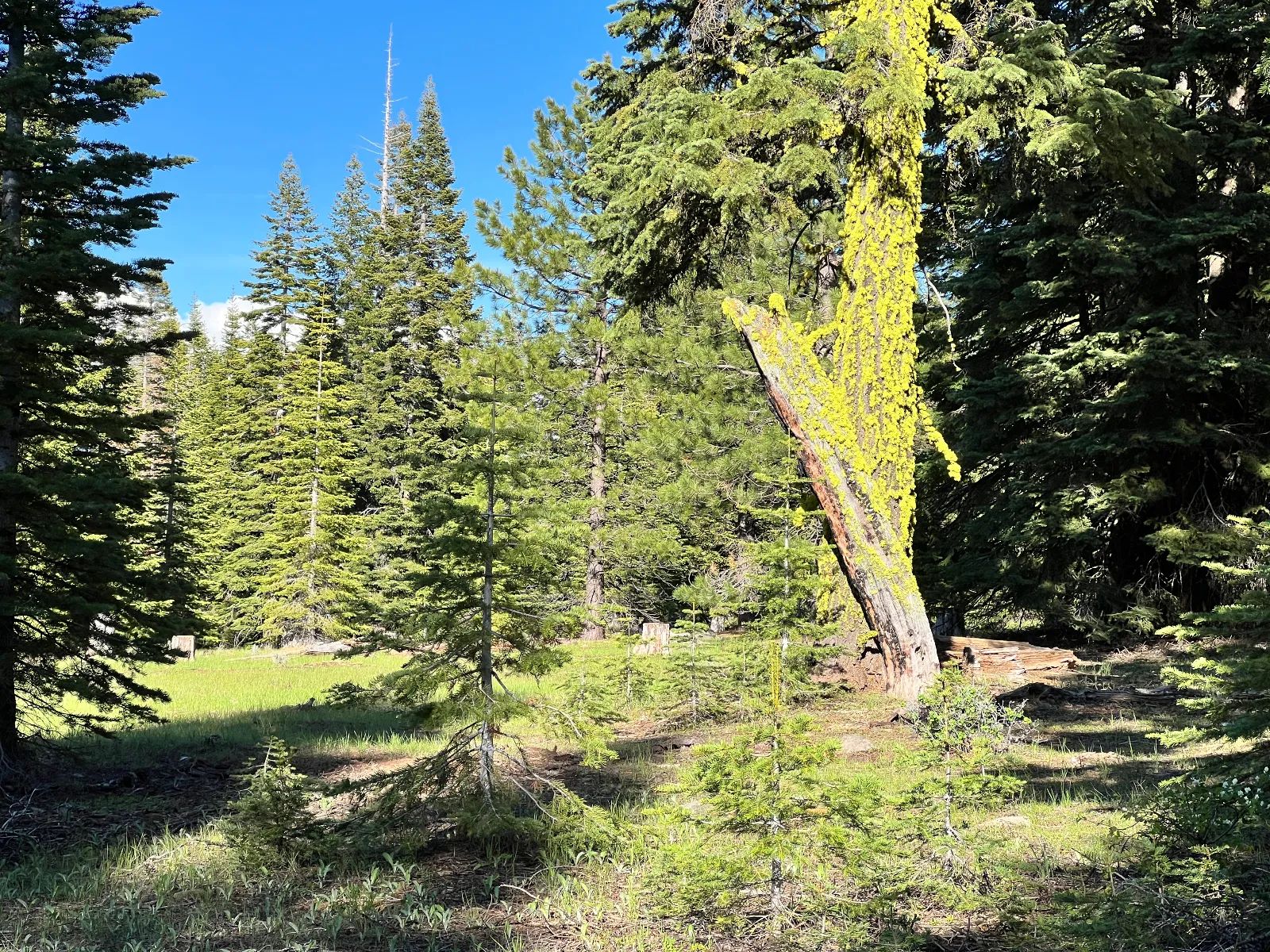 Nearly an Acre of Tall Pines in Modoc County, CA