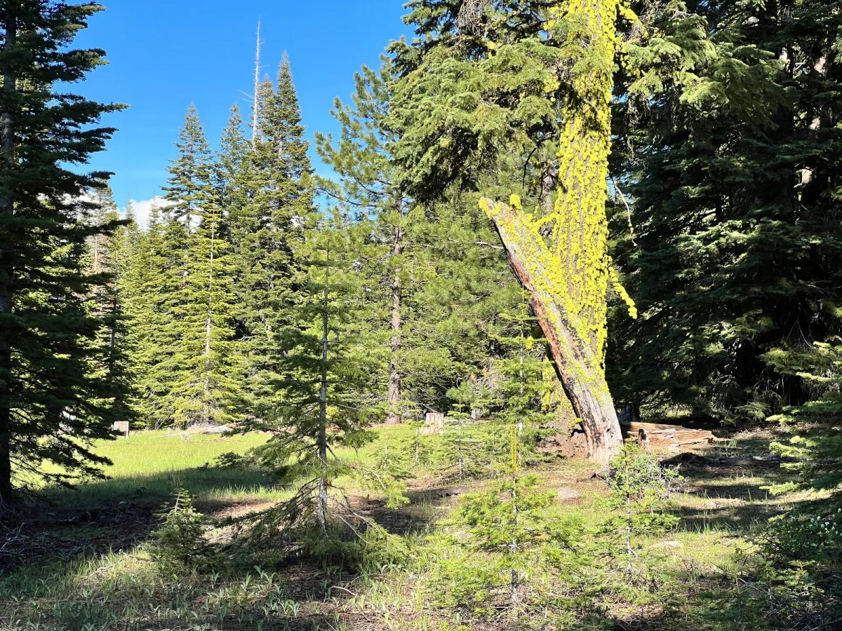 Nearly an Acre of Tall Pines - Image 4