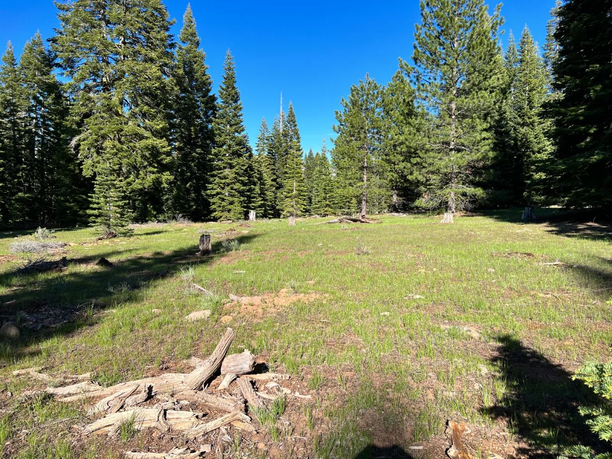 Decorative background for Nearly an Acre of Tall Pines image 5