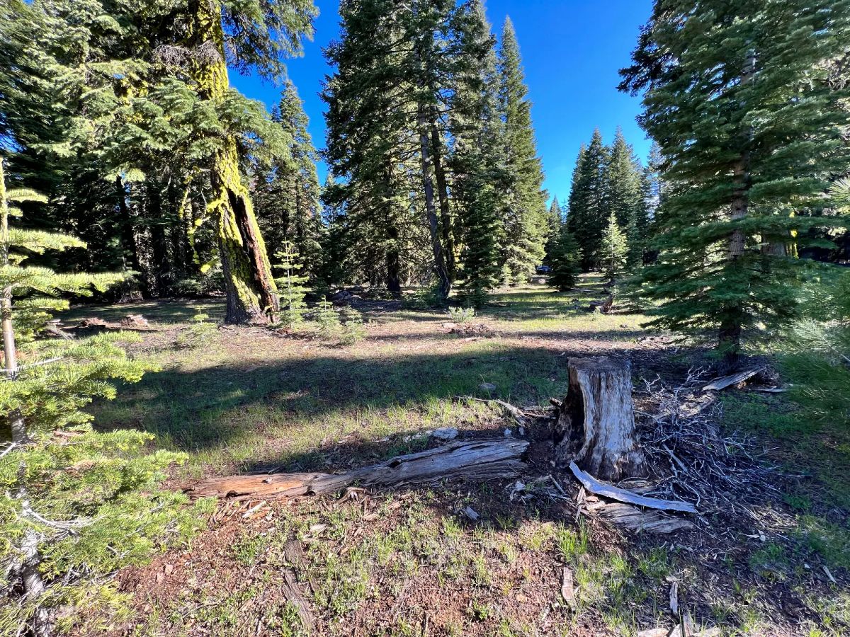 Decorative background for Nearly an Acre of Tall Pines image 6