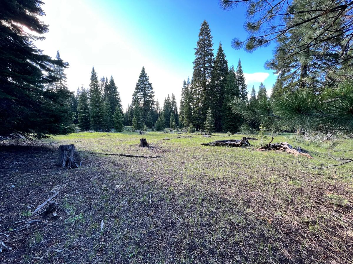 Decorative background for Nearly an Acre of Tall Pines image 7
