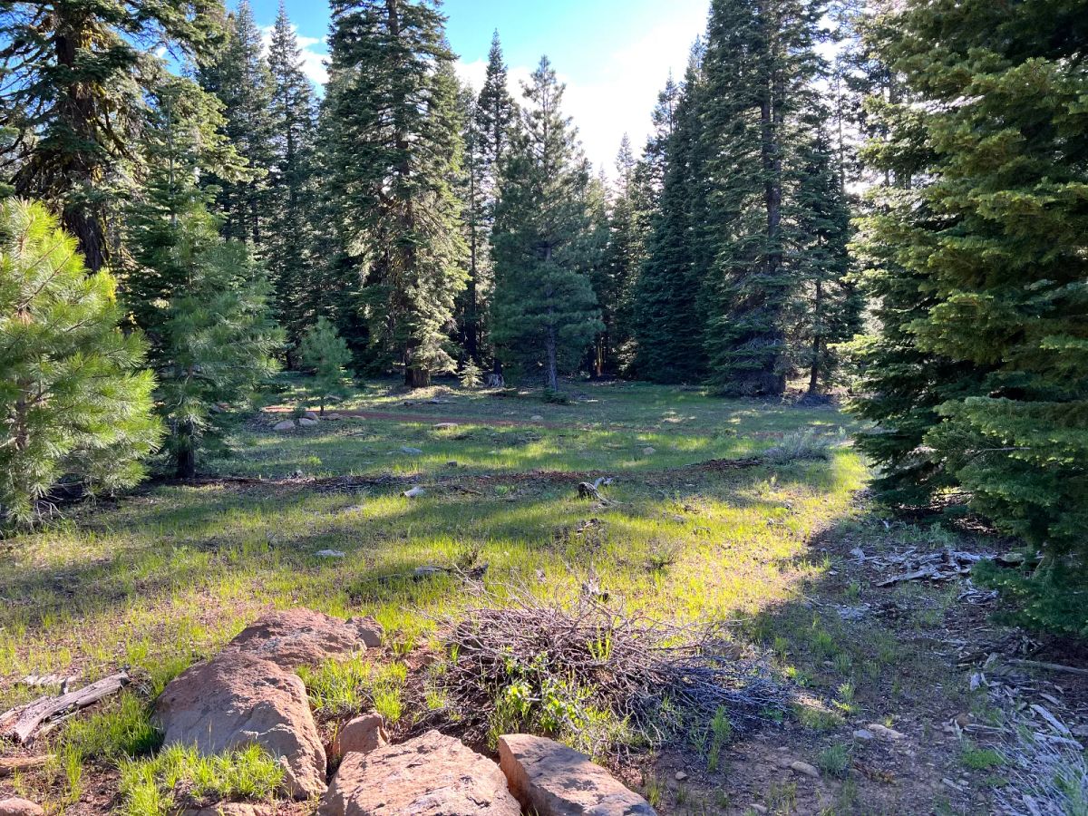 Decorative background for Nearly an Acre of Tall Pines image 8