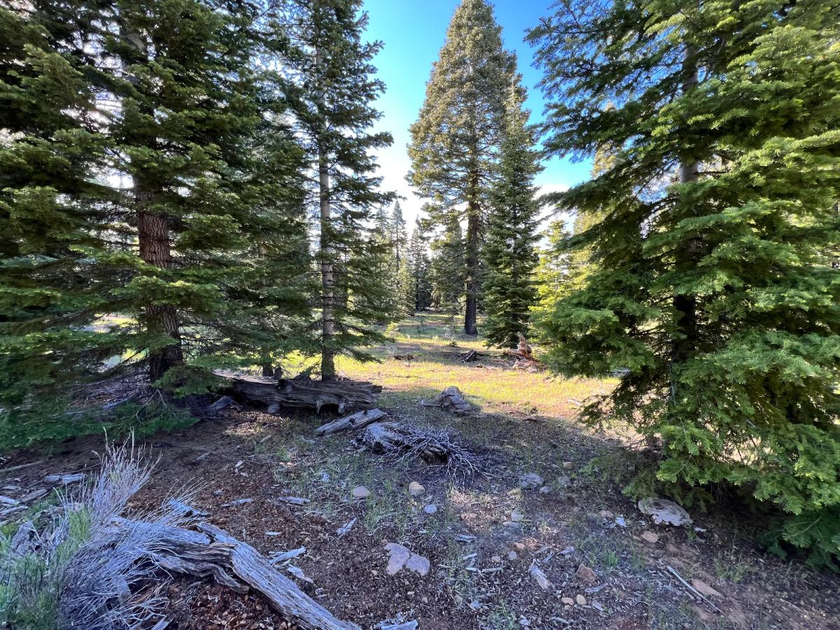Decorative background for Nearly an Acre of Tall Pines image 9