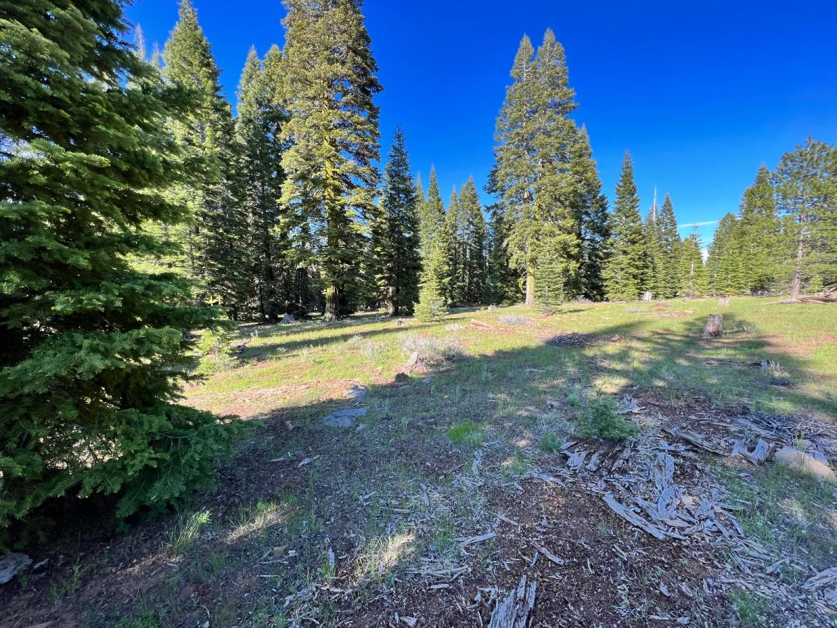 Decorative background for Nearly an Acre of Tall Pines image 10