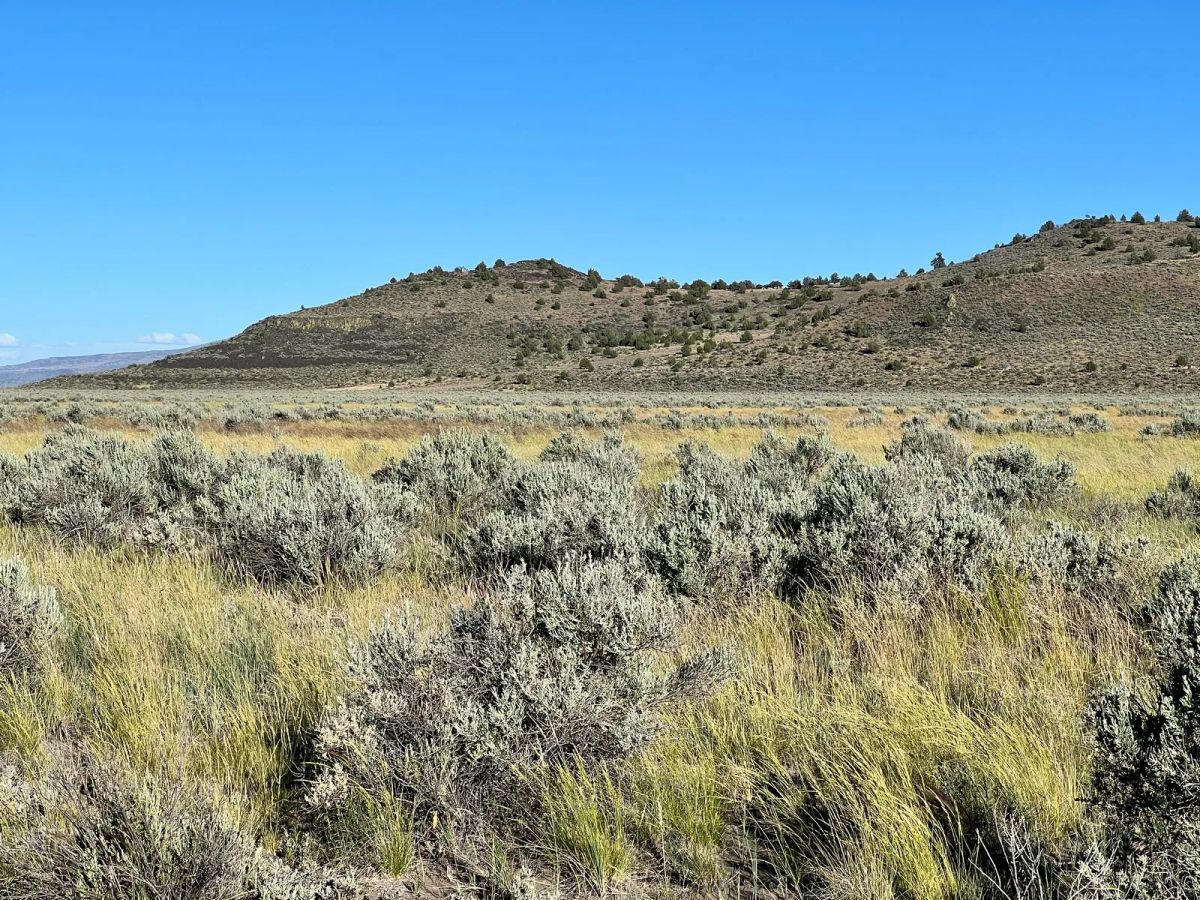 Decorative background for Near Termo, NE California image 13