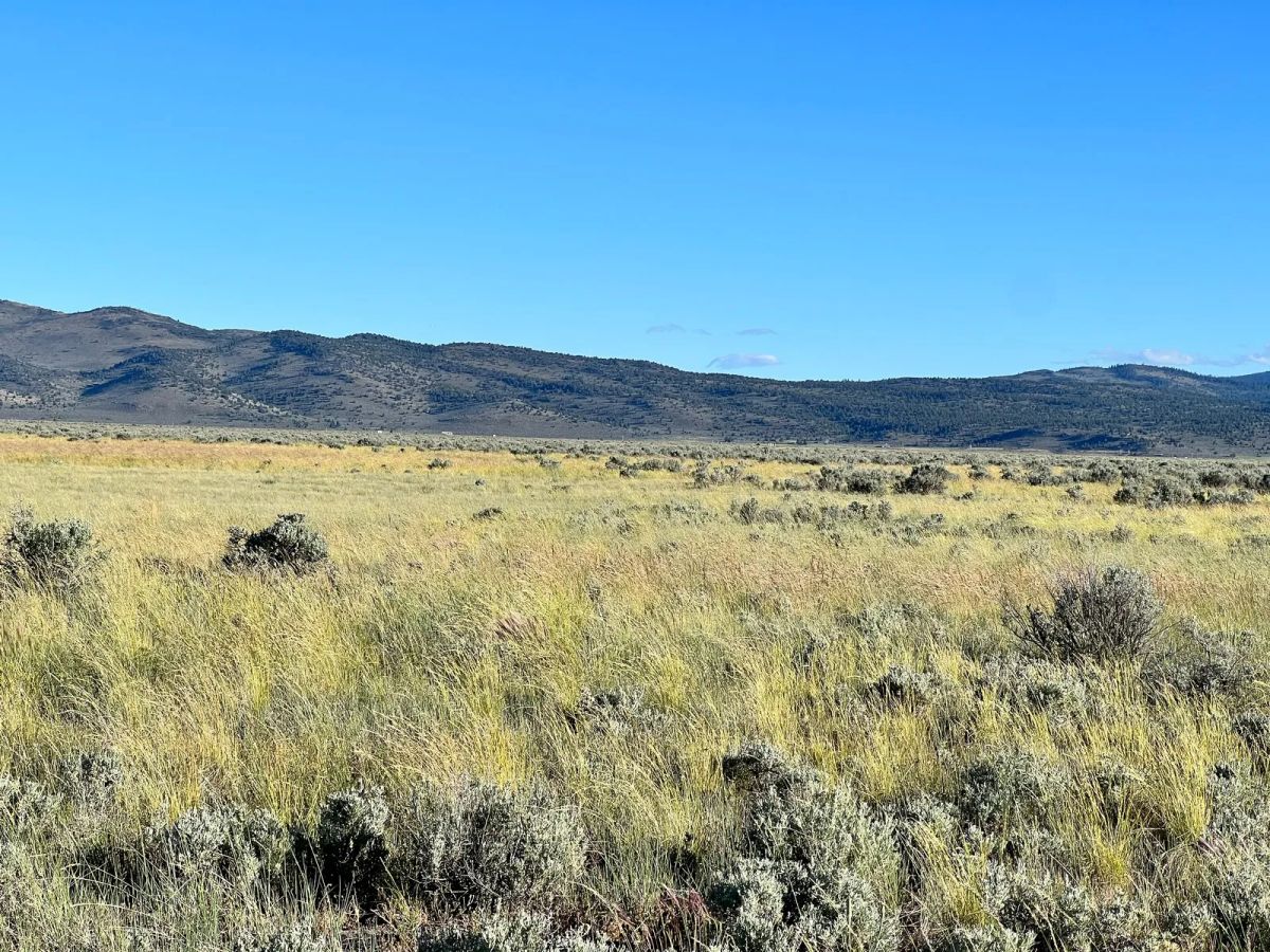 Decorative background for Near Termo, NE California image 15
