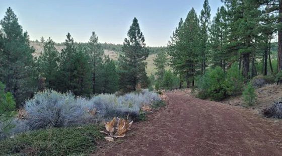 Corner Lot, Mature Trees in Modoc County, CA