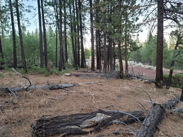 Decorative background for Corner Lot, Mature Trees image 5