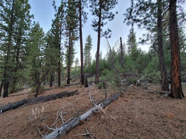 Decorative background for Corner Lot, Mature Trees image 8