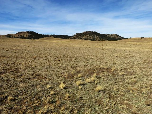 Decorative background for Colorado Land for Sale image 10