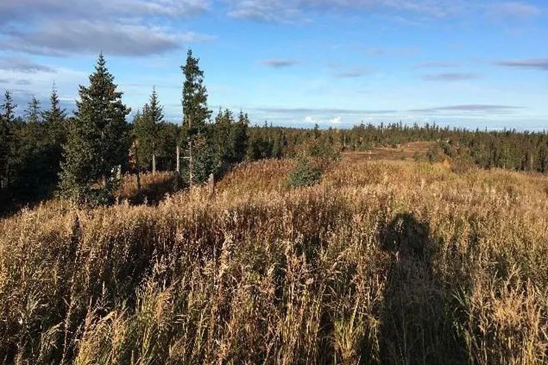 Alaska Lakefront Forest Knolls Kenai in Kenai Peninsula County, AK