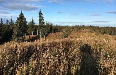 Alaska Lakefront Forest Knolls Kenai