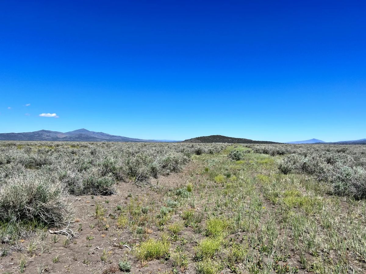 1 Hour from Susanville, Nice 20 Acres - Image 2