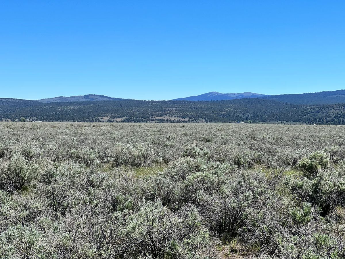 Decorative background for 1 Hour from Susanville, Nice 20 Acres image 5