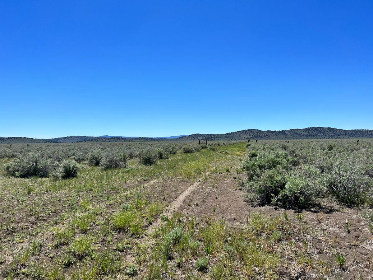 Decorative background for 1 Hour from Susanville, Nice 20 Acres image 10