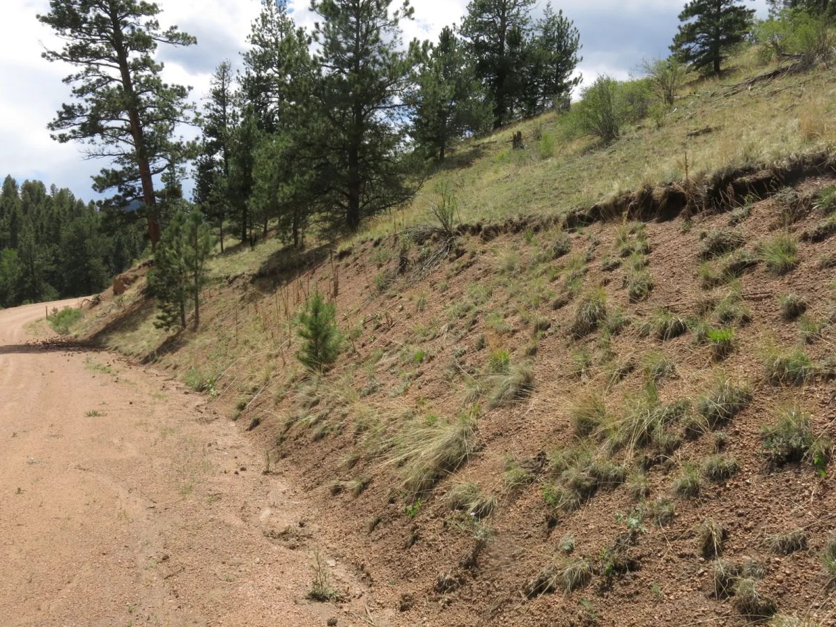 Close to Pikes Peak, Fossil Beds - Image 3