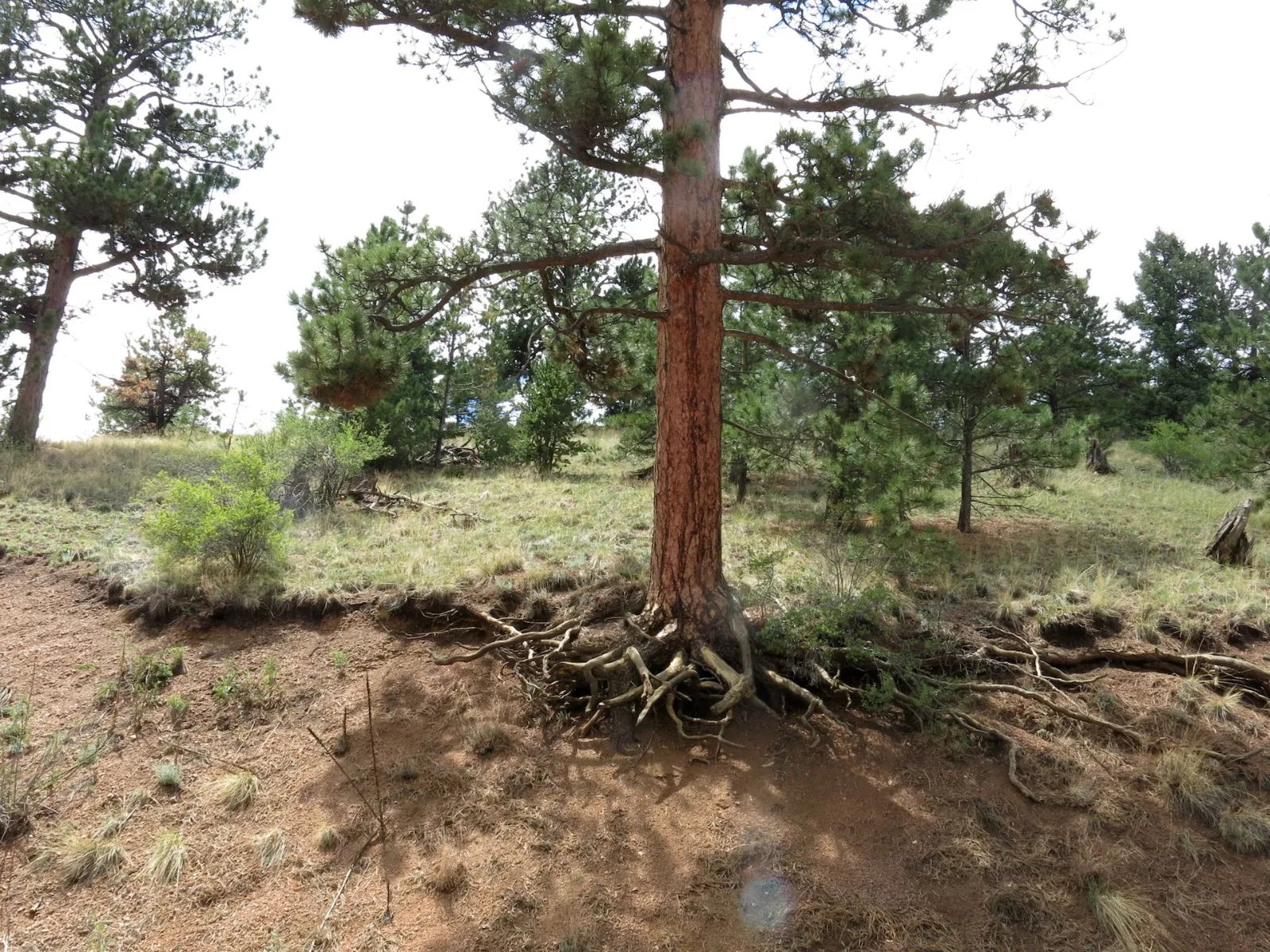 Close to Pikes Peak, Fossil Beds in Teller County, CO