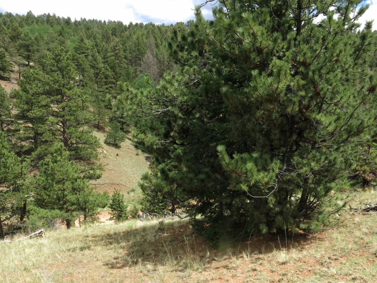 Decorative background for Close to Pikes Peak, Fossil Beds image 5