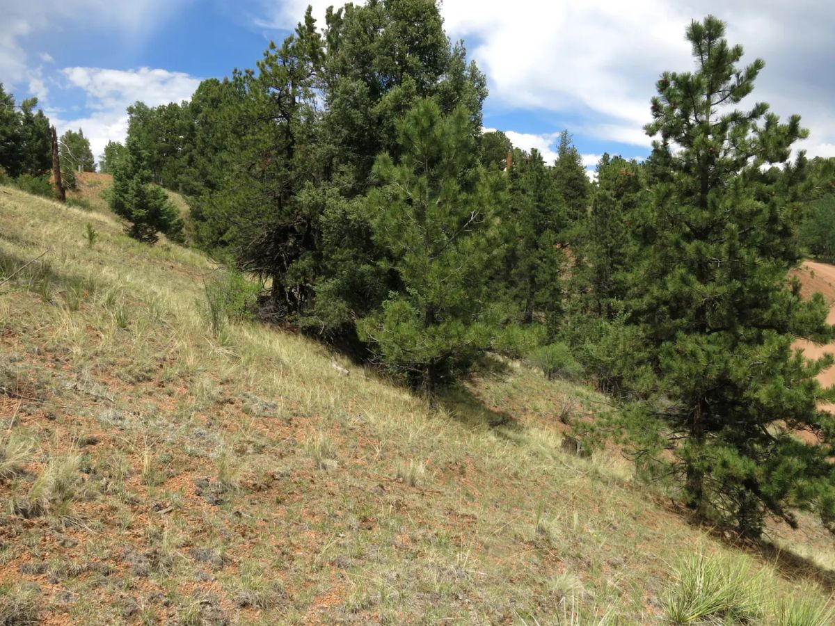 Decorative background for Close to Pikes Peak, Fossil Beds image 6