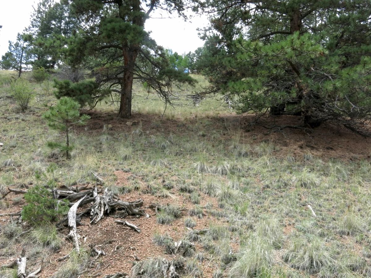 Decorative background for Close to Pikes Peak, Fossil Beds image 7