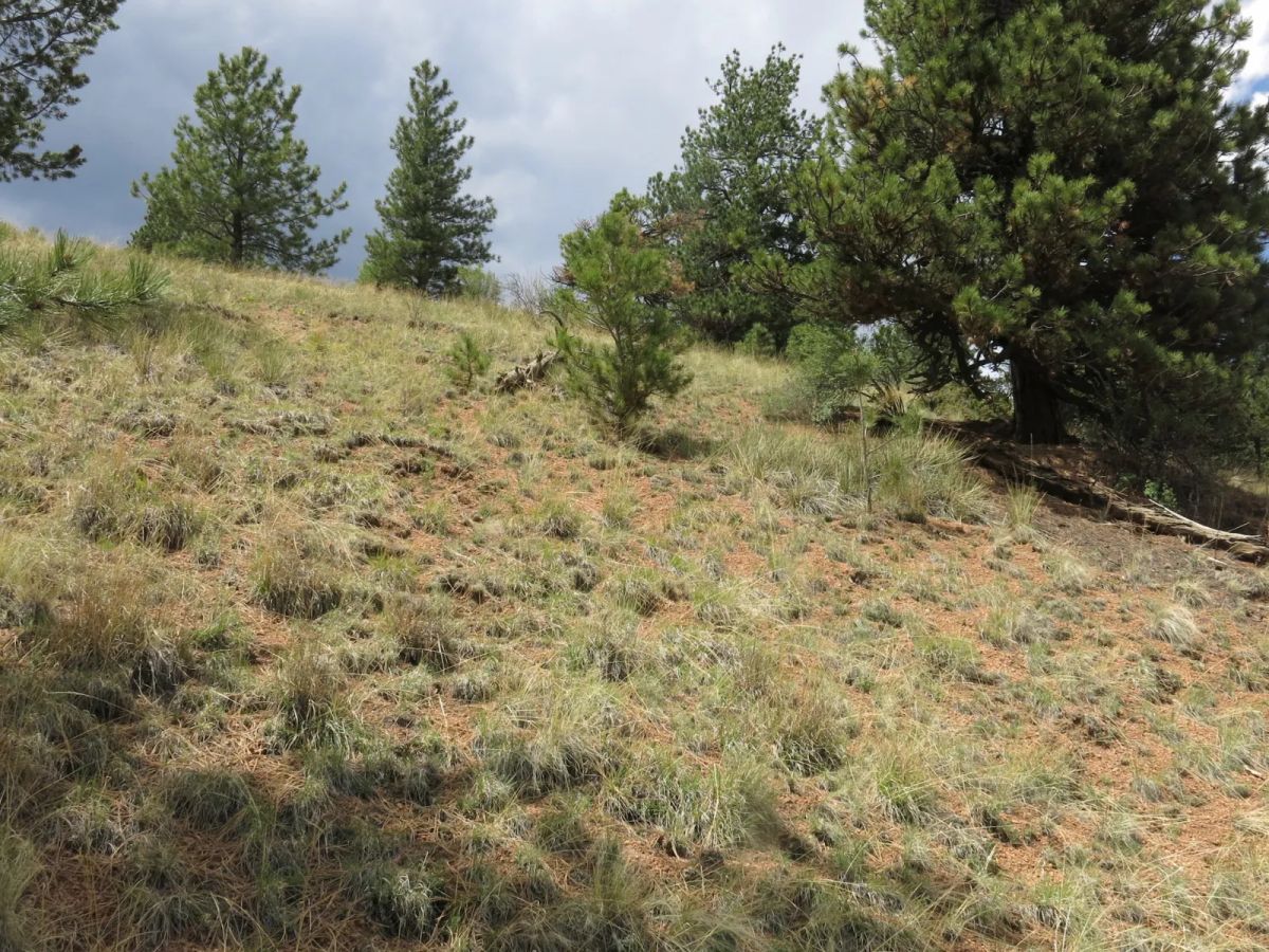 Decorative background for Close to Pikes Peak, Fossil Beds image 8