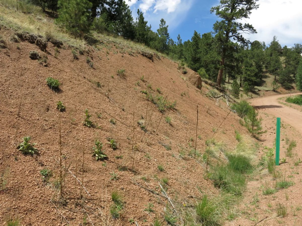 Decorative background for Close to Pikes Peak, Fossil Beds image 9