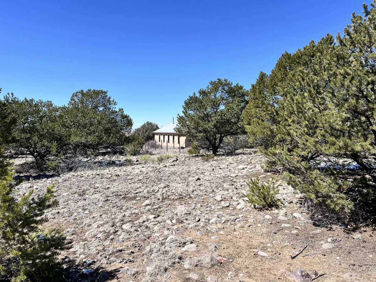 Wilderness Property with Low Lying Trees - Image 3
