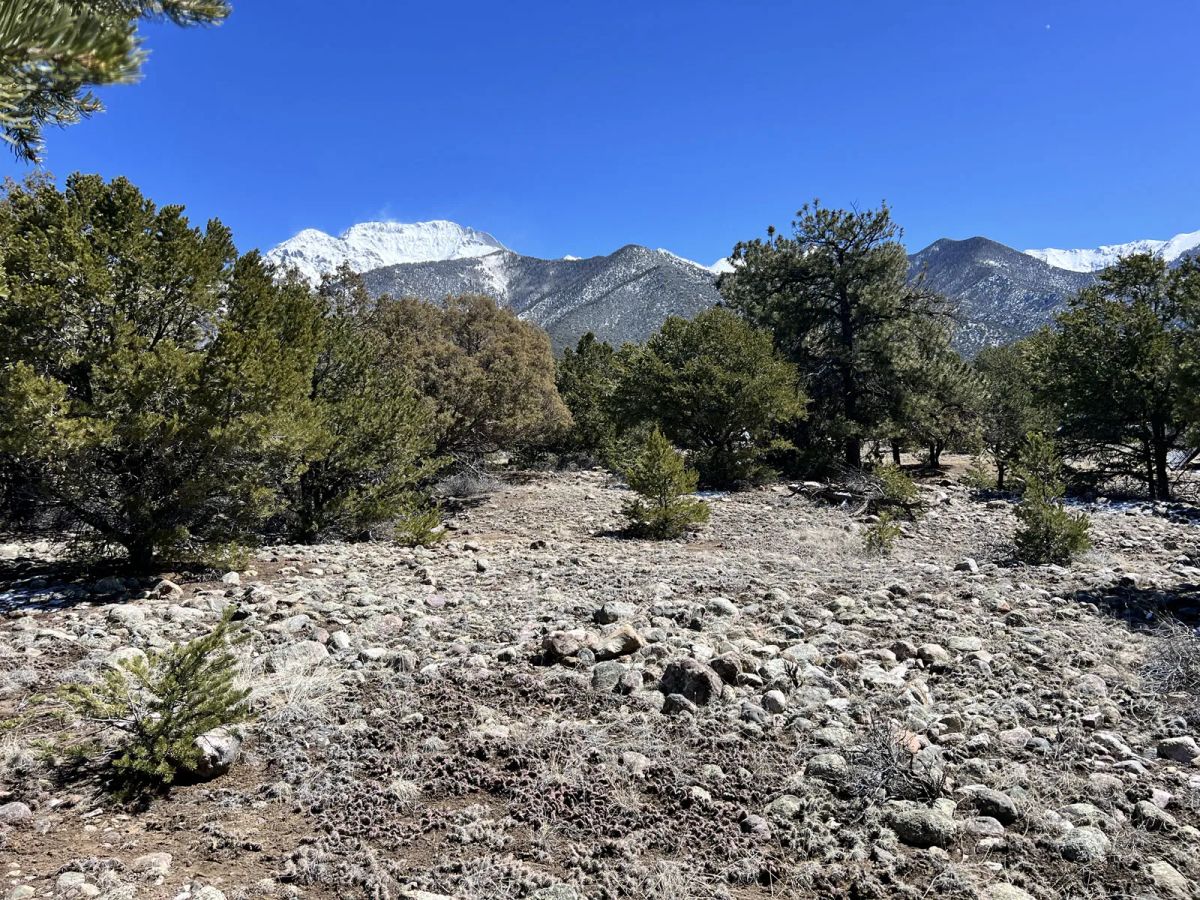 Wilderness Property with Low Lying Trees - Image 4