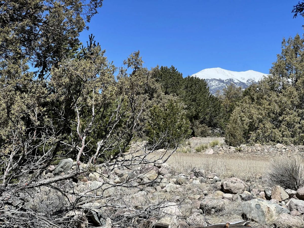 Decorative background for Wilderness Property with Low Lying Trees image 6