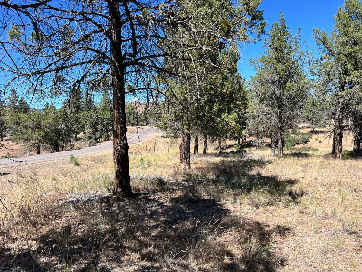Decorative background for Paved Road, Level Property with Scattered Trees image 6