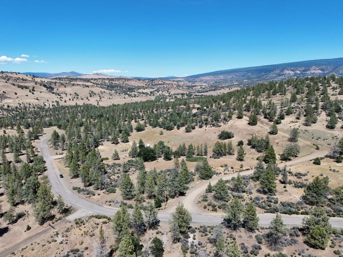 Decorative background for Paved Road, Level Property with Scattered Trees image 16