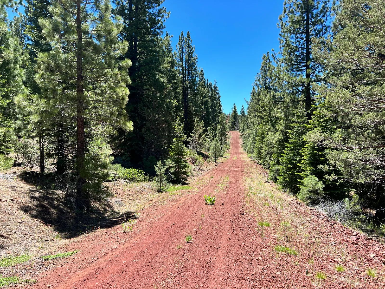 Beautiful California Pines