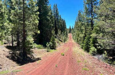 Beautiful California Pines