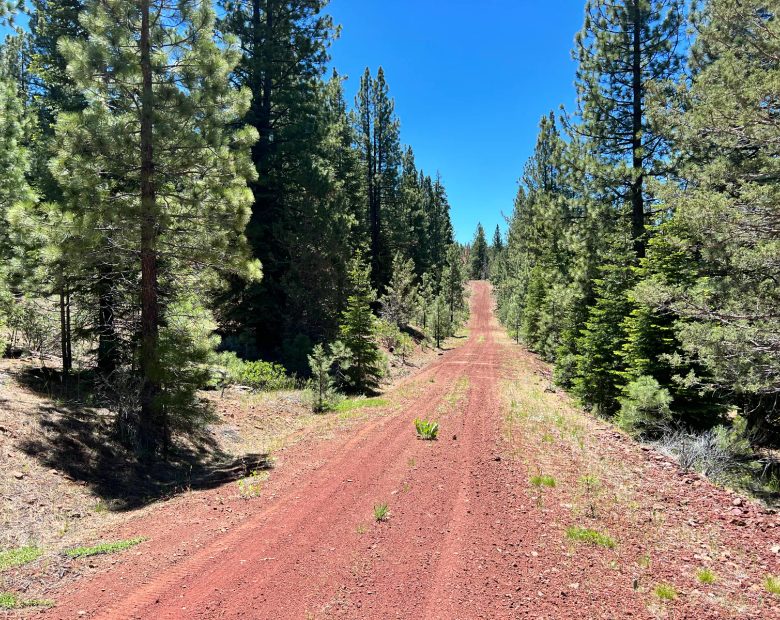 Beautiful California Pines in Modoc County, CA