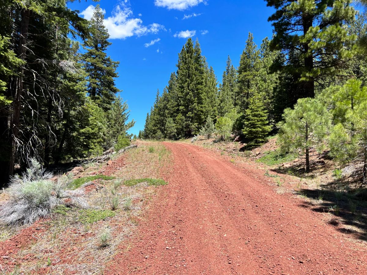 Beautiful California Pines - Image 2