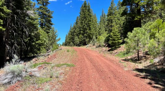 Beautiful California Pines in Modoc County, CA