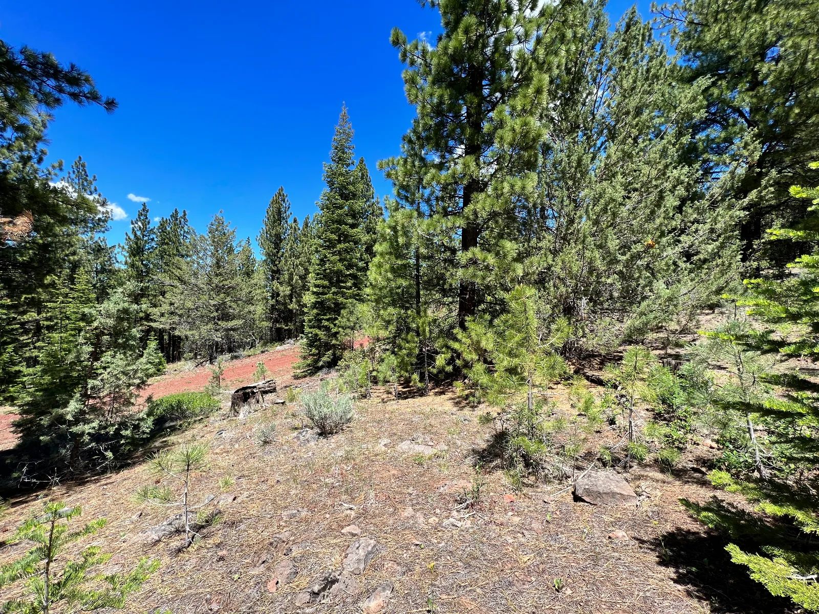 Beautiful California Pines in Modoc County, CA