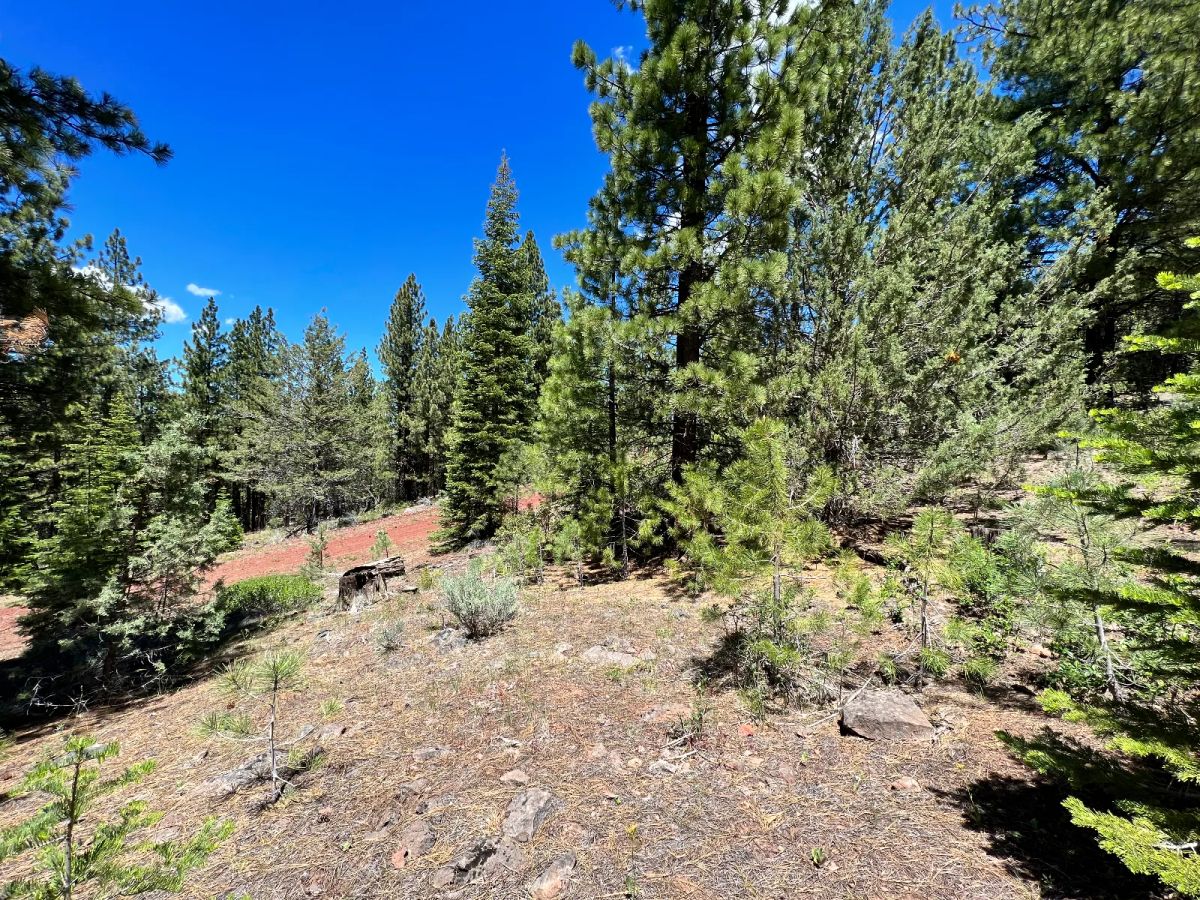 Beautiful California Pines - Image 3